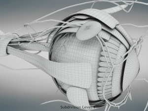 Eye Anatomy 3D Model