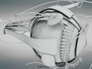 Eye Anatomy 3D Model