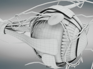 Eye Anatomy 3D Model