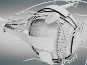 Eye Anatomy 3D Model
