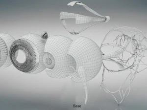 Eye Anatomy 3D Model