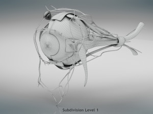 Eye Anatomy 3D Model