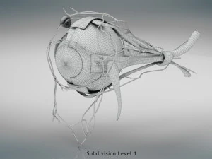 Eye Anatomy 3D Model