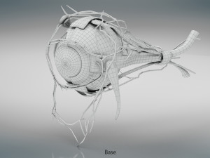 Eye Anatomy 3D Model