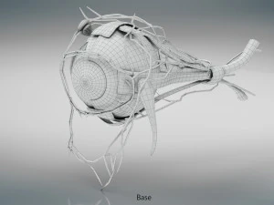 Eye Anatomy 3D Model