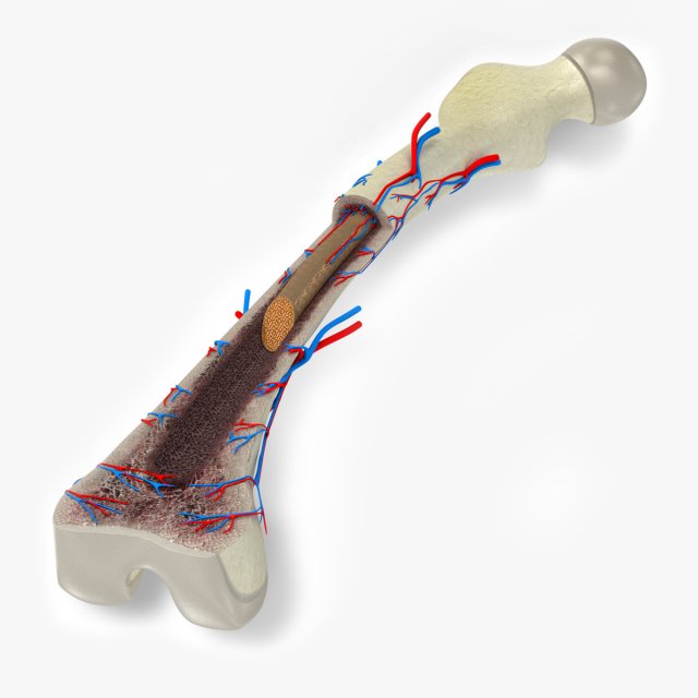 Bone Anatomy 3D Model .c4d .max .obj .3ds .fbx .stl .blend 