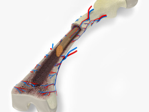 Bone Anatomy 3D 模型