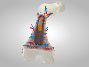 Bone Anatomy 3D Model