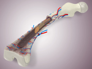 Bone Anatomy 3D Model