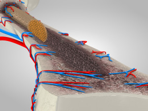 Bone Anatomy 3D Model