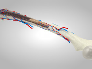 Bone Anatomy 3D Model