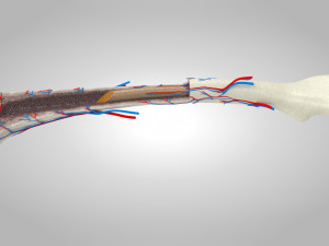 Bone Anatomy 3D Model