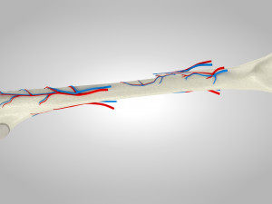 Bone Anatomy 3D Model