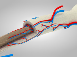 Bone Anatomy 3D Model