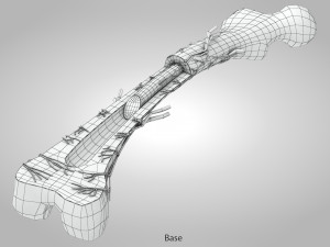 Bone Anatomy 3D Model