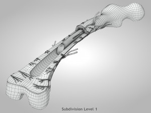 Bone Anatomy 3D Model