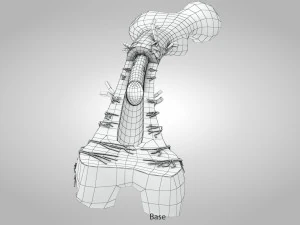 Anatom&iacute;a &oacute;sea Modelo 3D