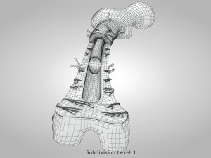 Bone Anatomy 3D Model