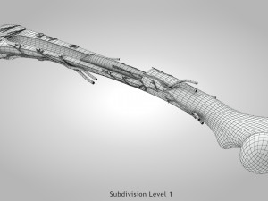 Bone Anatomy 3D Model