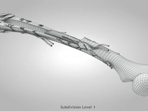 Anatom&iacute;a &oacute;sea Modelo 3D