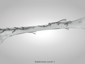 Bone Anatomy 3D Model