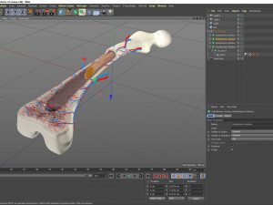 Bone Anatomy 3D Model