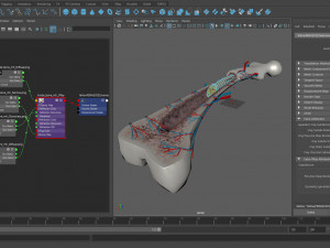 Bone Anatomy 3D Model