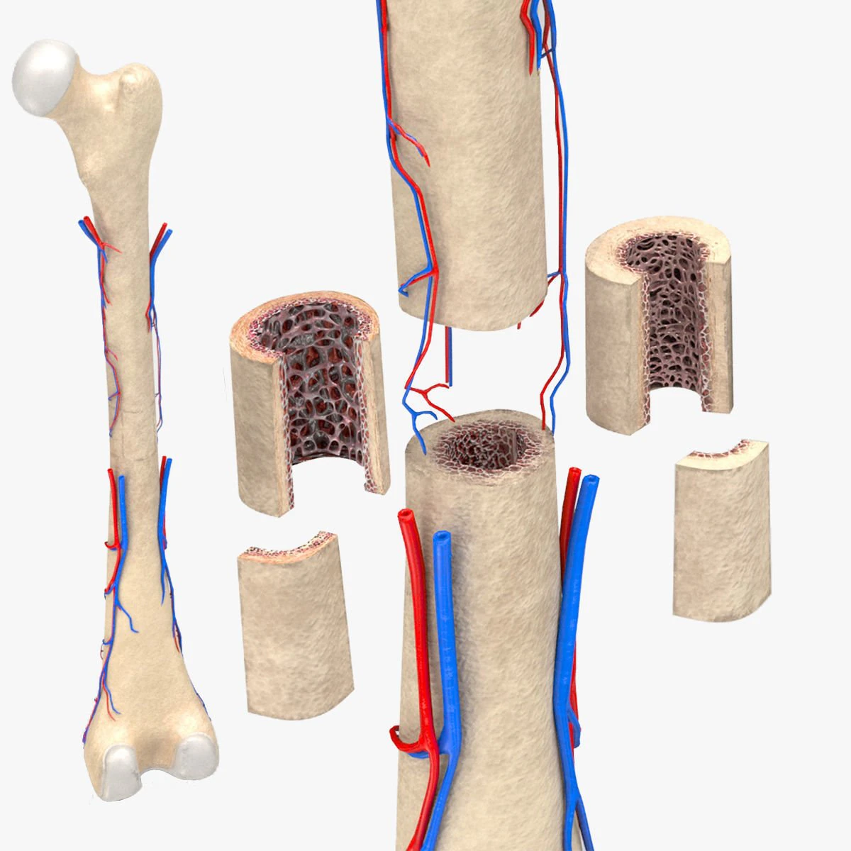 Bone with Healthy and Osteoporotic Section 3D Model .c4d .max .obj .3ds .fbx .stl .blend 