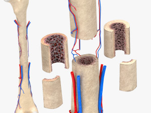 Bone with Healthy and Osteoporotic Section 3D 模型
