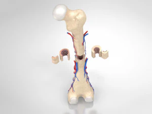 Bone with Healthy and Osteoporotic Section 3D Model