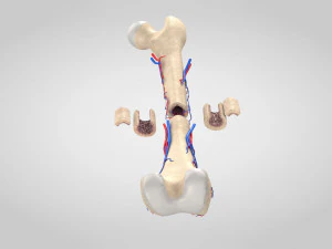 Bone with Healthy and Osteoporotic Section 3D Model