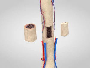 Bone with Healthy and Osteoporotic Section 3D Model