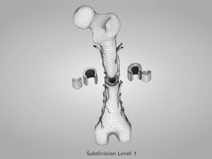 Bone with Healthy and Osteoporotic Section Modelo 3D