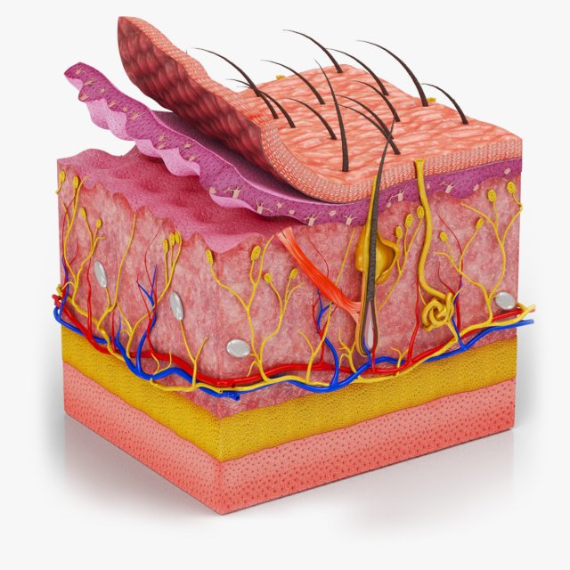 Skin Parts Anatomy 3D Model .c4d .max .obj .3ds .fbx .stl .blend 