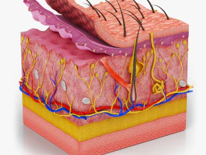 Anatom&iacute;a de las partes de la piel Modelo 3D