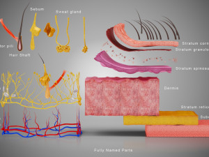 Skin Parts Anatomy 3D Model