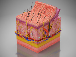 Skin Parts Anatomy 3D Model