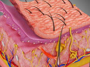 Skin Parts Anatomy 3D Model