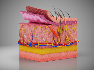 Skin Parts Anatomy 3D Model