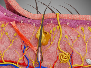 Skin Parts Anatomy 3D Model
