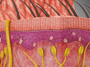 Skin Parts Anatomy 3D Model