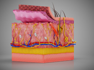 Skin Parts Anatomy 3D Model