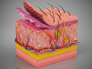 Skin Parts Anatomy 3D Model