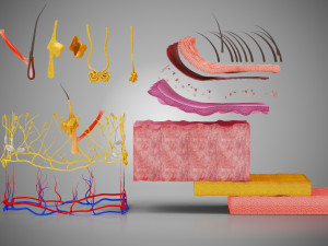 Skin Parts Anatomy 3D Model