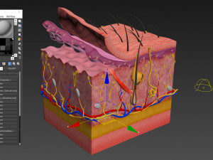 Skin Parts Anatomy 3D Model