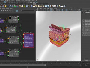 Skin Parts Anatomy 3D Model