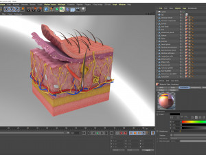 Skin Parts Anatomy 3D Model