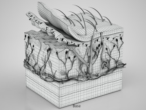 Skin Parts Anatomy 3D Model