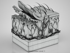 Skin Parts Anatomy 3D Model
