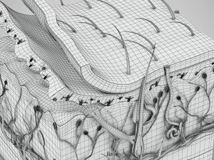 Skin Parts Anatomy 3D Model